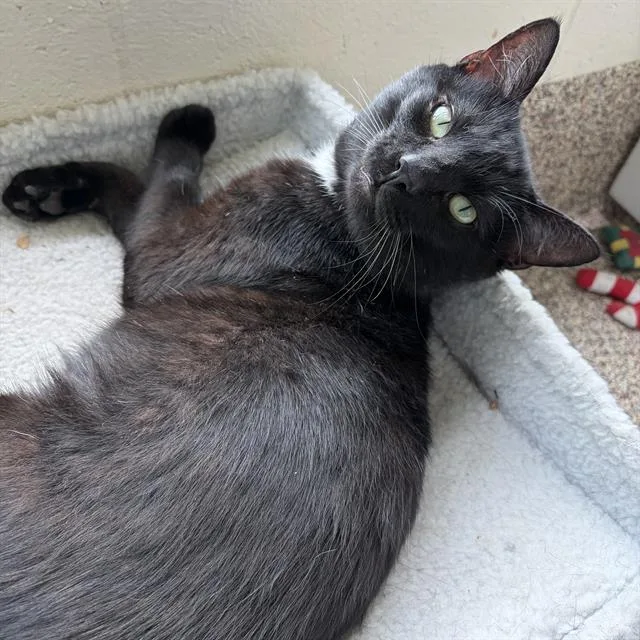 A young small-sized male Domestic Short Hair cat named Herring for adoption in Centerville, MA