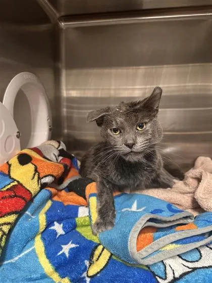 An adult small-sized male Domestic Short Hair cat named Jordan for adoption in West Chester, PA