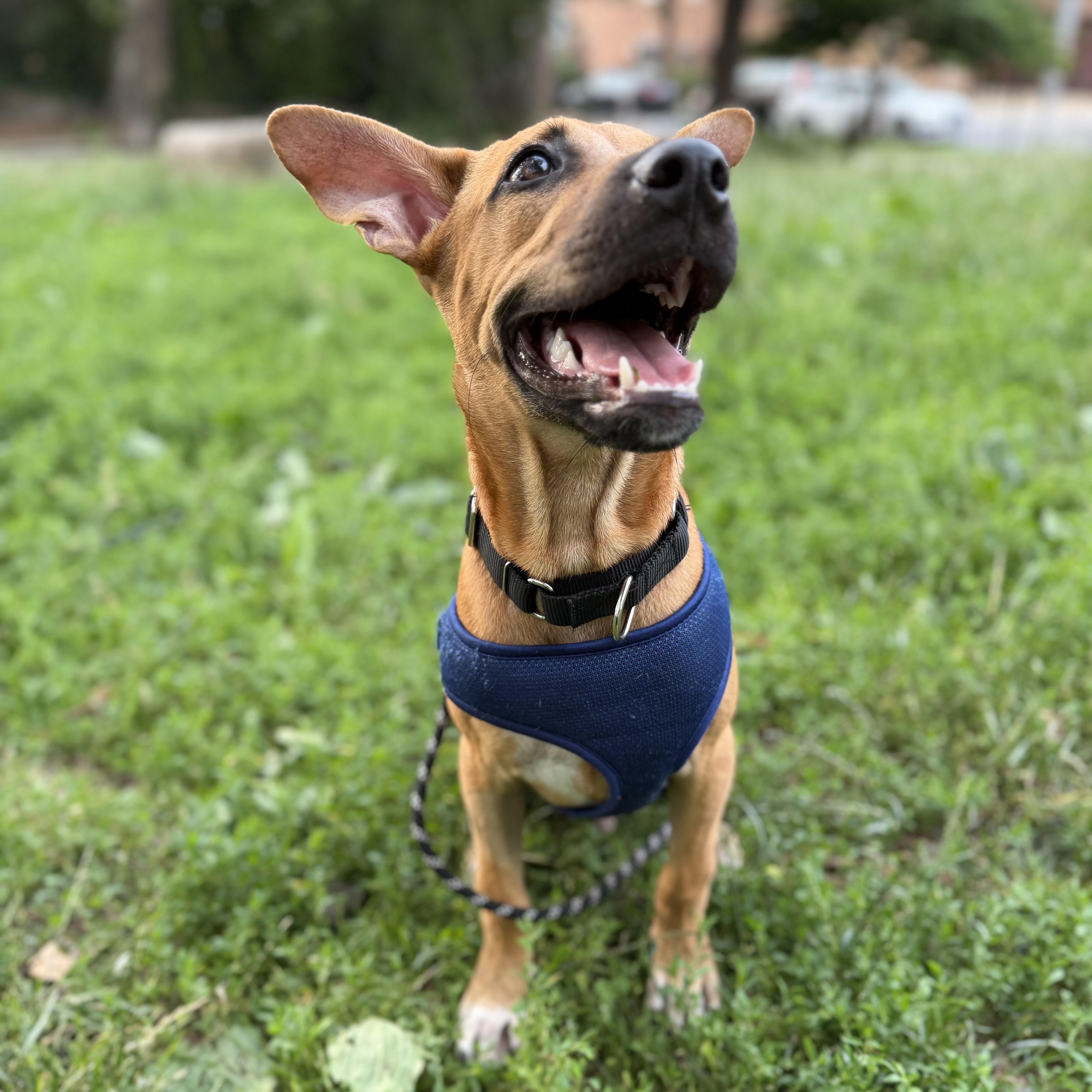 A baby medium-sized male Golden Labrador Retriever dog named Otto for adoption in New York, NY