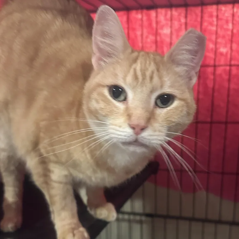 An adult medium-sized female Orange & White Domestic Short Hair cat named Cressida for adoption in Lemoyne, PA