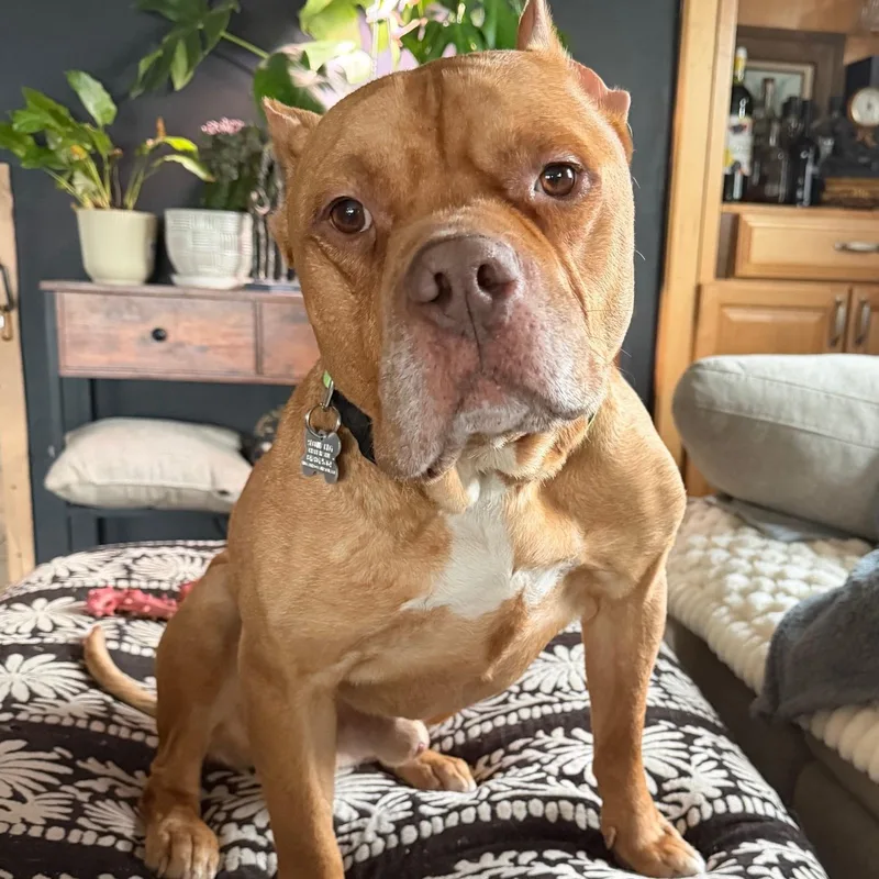 An adult large-sized male Pit Bull Terrier dog named Ross for adoption in Palatine, IL