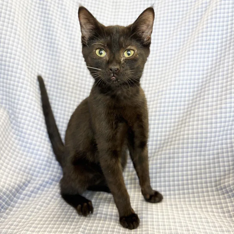 A baby small-sized male Black Domestic Short Hair cat named Linus for adoption in Mount Juliet, TN