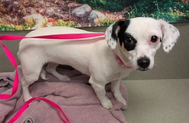 A young small-sized female Tricolor (Brown, Black, & White) Parson Russell Terrier dog named Save Me Please! Dolly for adoption in San Marcos, CA
