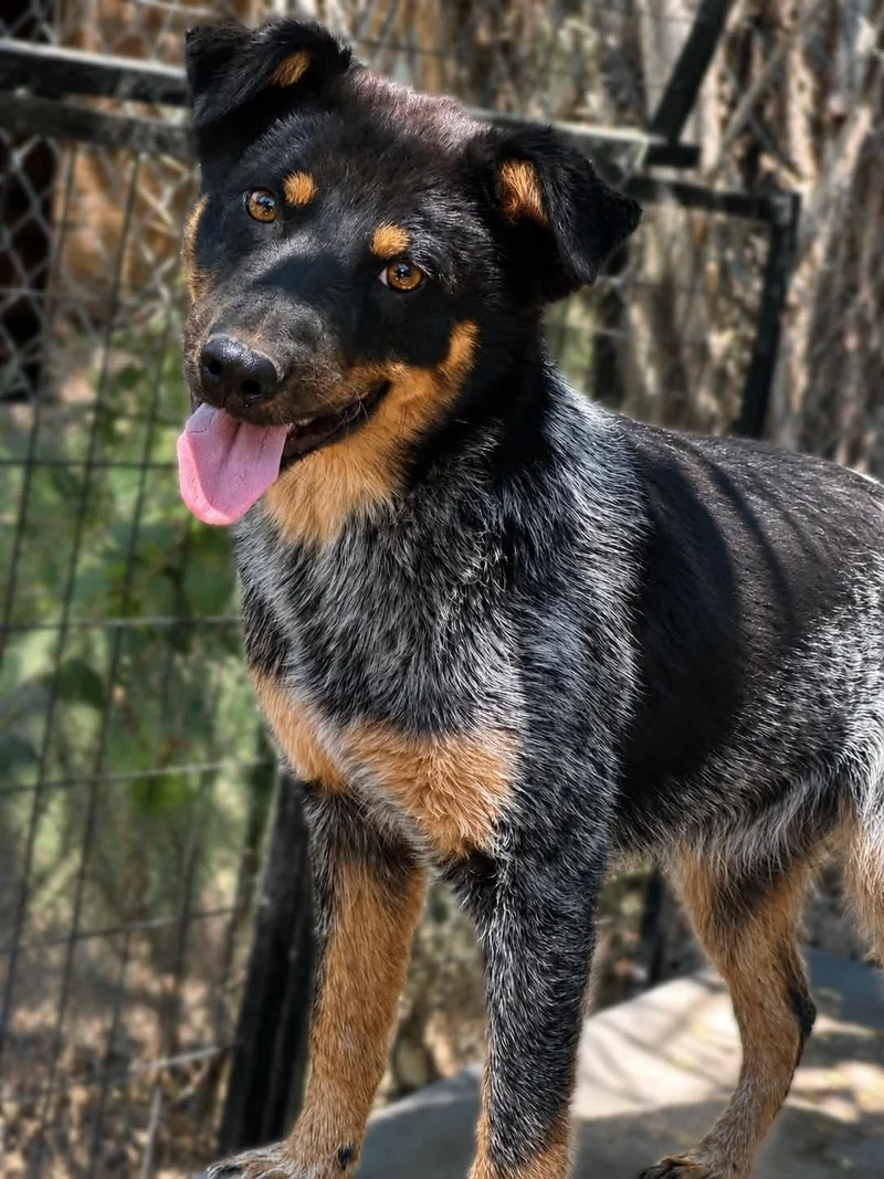 Barkley