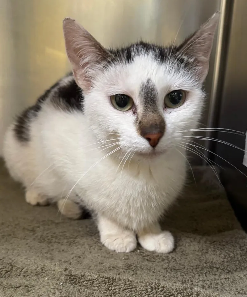 A young medium-sized female Tabby (Brown / Chocolate) Domestic Short Hair cat named Esther for adoption in Tomah, WI