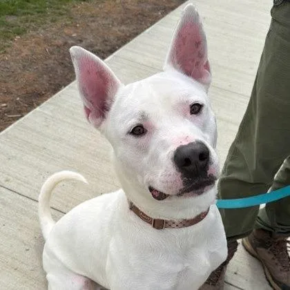 An adult large-sized male White / Cream Mixed Breed dog named Malfoy for adoption in Mentor, OH
