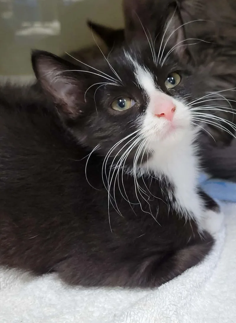 A baby medium-sized female Tuxedo cat named Coquito for adoption in Portage, WI