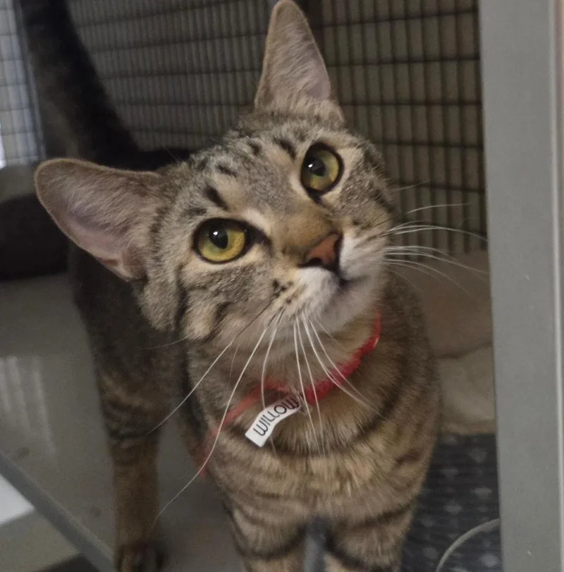 A young medium-sized female Tabby (Gray / Blue / Silver) Tabby cat named Willow for adoption in Las Cruces, NM