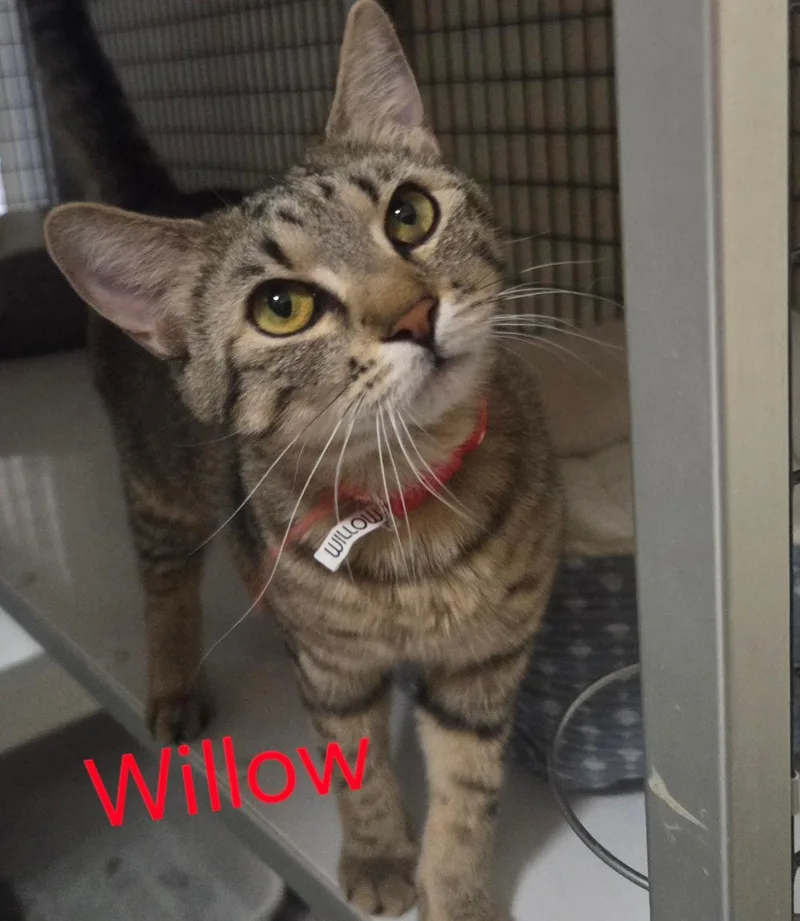 Willow thumbnail 2