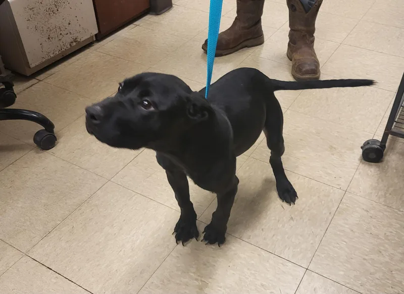 A baby medium-sized female Terrier dog named Riley for adoption in Muncie, IN