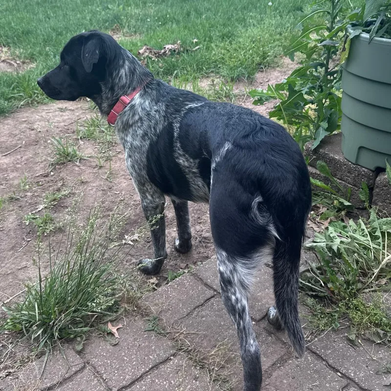 Beau
