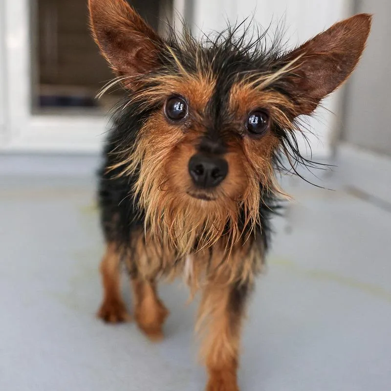 An adult small-sized male Black Terrier dog named Topper for adoption in Bradenton, FL