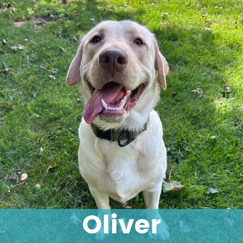 Oliver thumbnail 3