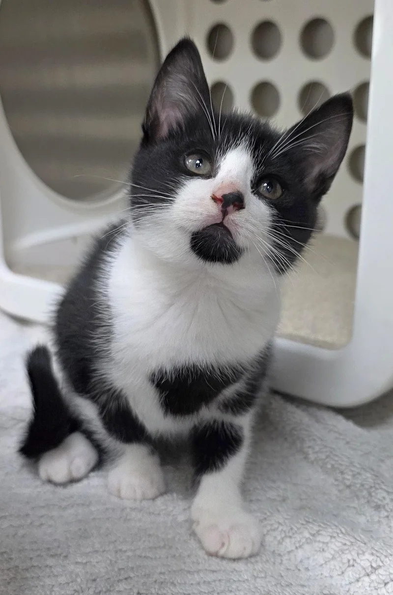 A baby medium-sized male Black & White / Tuxedo Domestic Short Hair cat named Lieutenant for adoption in Beaverton, OR