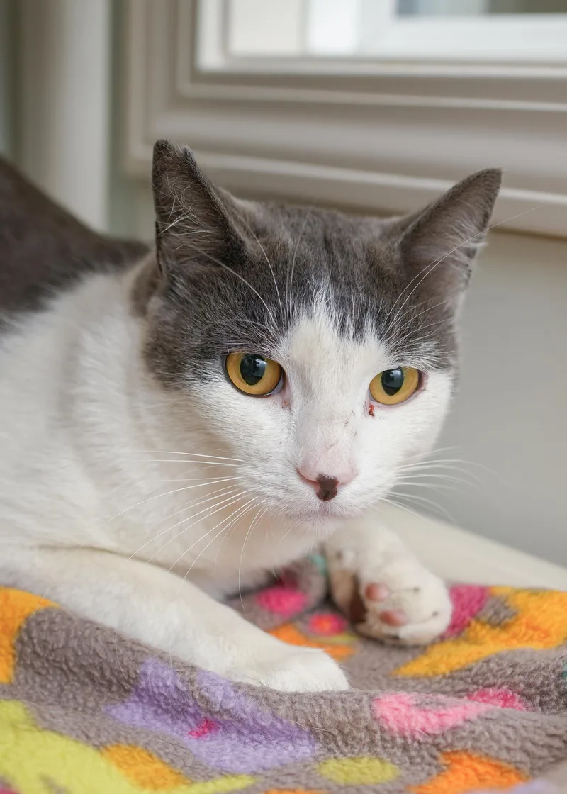 An adult medium-sized male Gray & White Domestic Short Hair cat named Sitka for adoption in Boise, ID