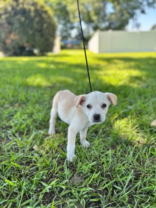 A baby small-sized female Yellow / Tan / Blond / Fawn Golden Retriever dog named Rapunzel for adoption in Aiken, SC