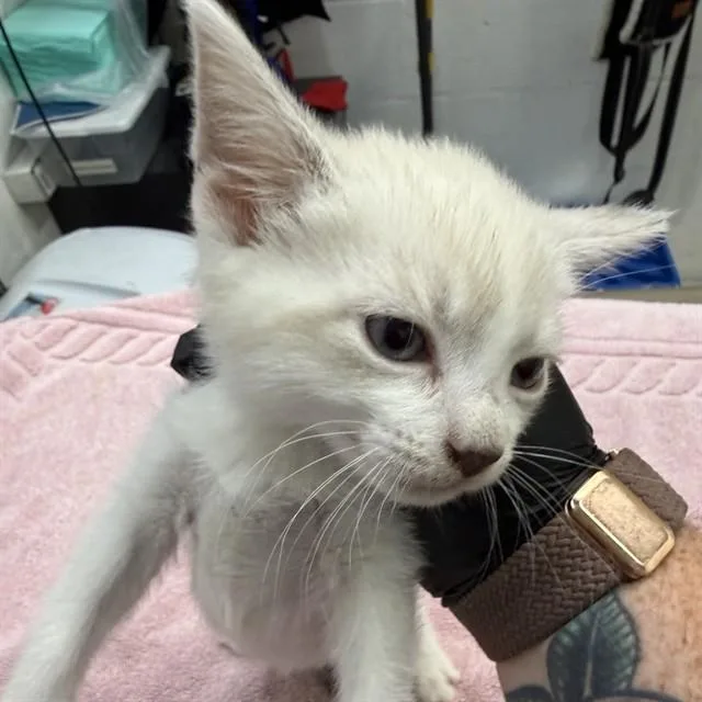 A baby small-sized female Siamese cat named Enchanted for adoption in Alameda, CA