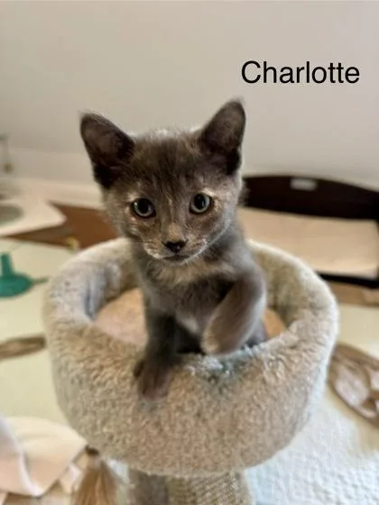 A baby small-sized female Domestic Short Hair cat named Charlotte for adoption in Ringoes, NJ