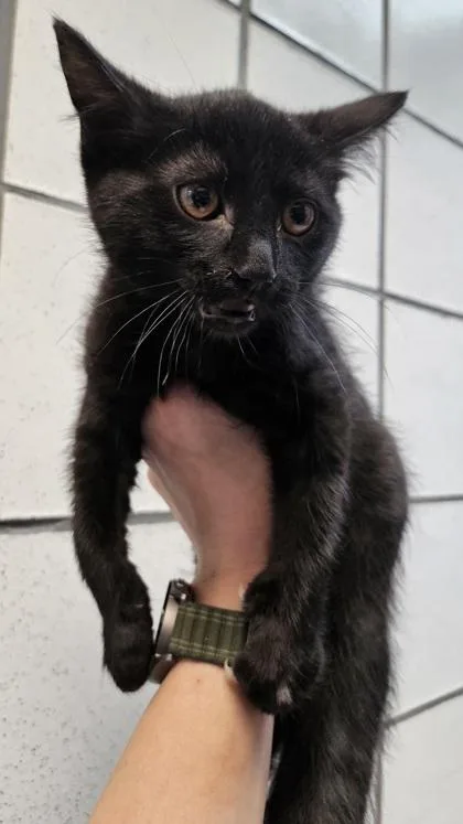 Sebastian thumbnail 2