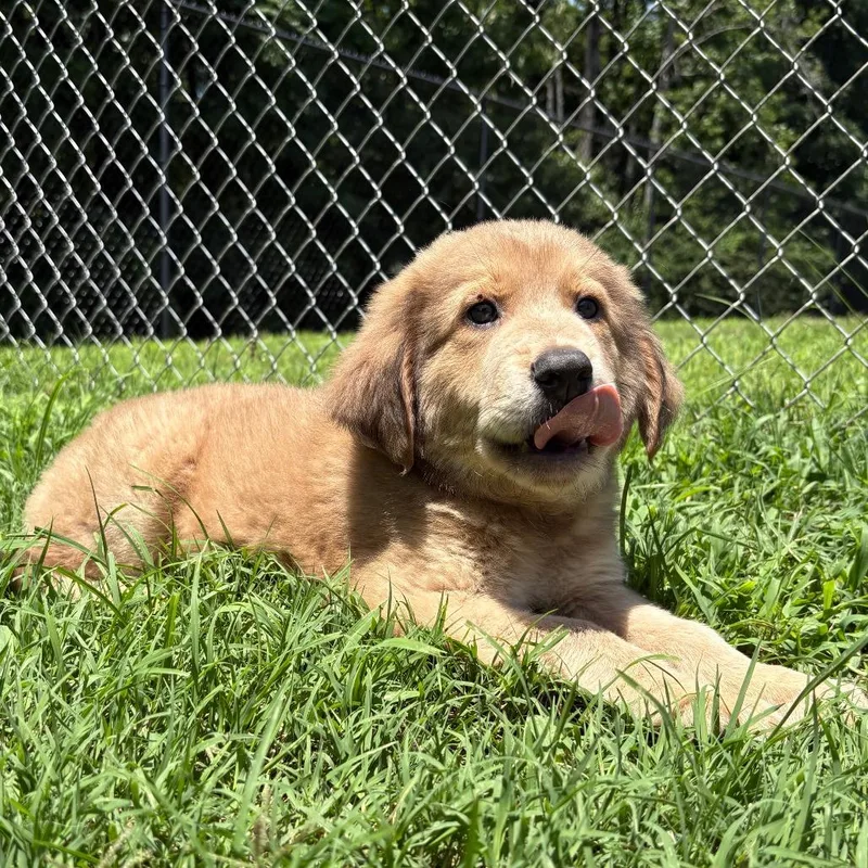 Nash