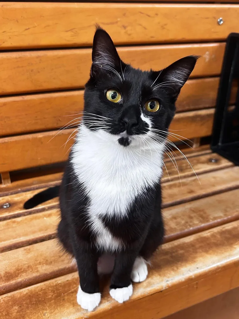 A young medium-sized female Black & White / Tuxedo Tuxedo cat named Desponia for adoption in HEMET, CA