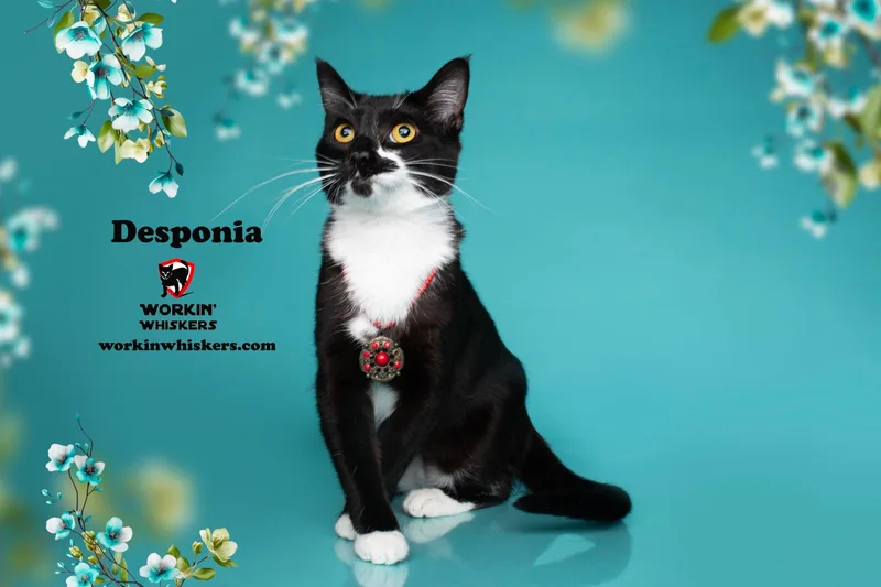 Desponia thumbnail 5