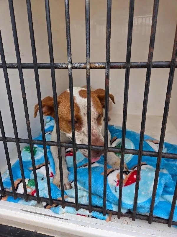 An adult medium-sized female Brown / Chocolate Mixed Breed dog named Via for adoption in Mobile, AL