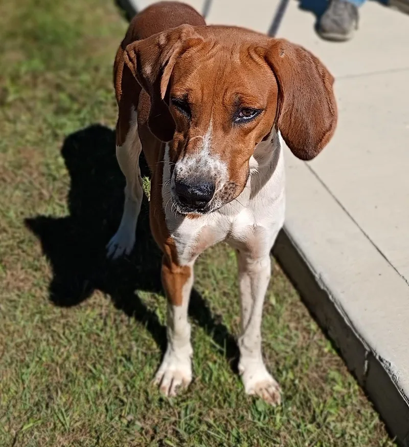A young large-sized male Red / Chestnut / Orange Hound dog named Ricky for adoption in Maynardville, TN