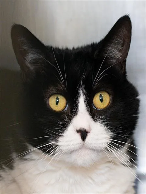 An adult medium-sized female Domestic Short Hair cat named Jonxy for adoption in Boston, MA