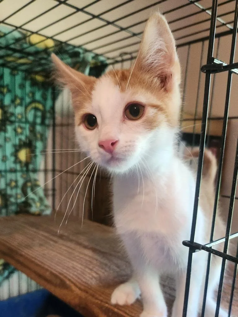 A baby small-sized male Domestic Short Hair cat named Cochise for adoption in Camp Hill, PA