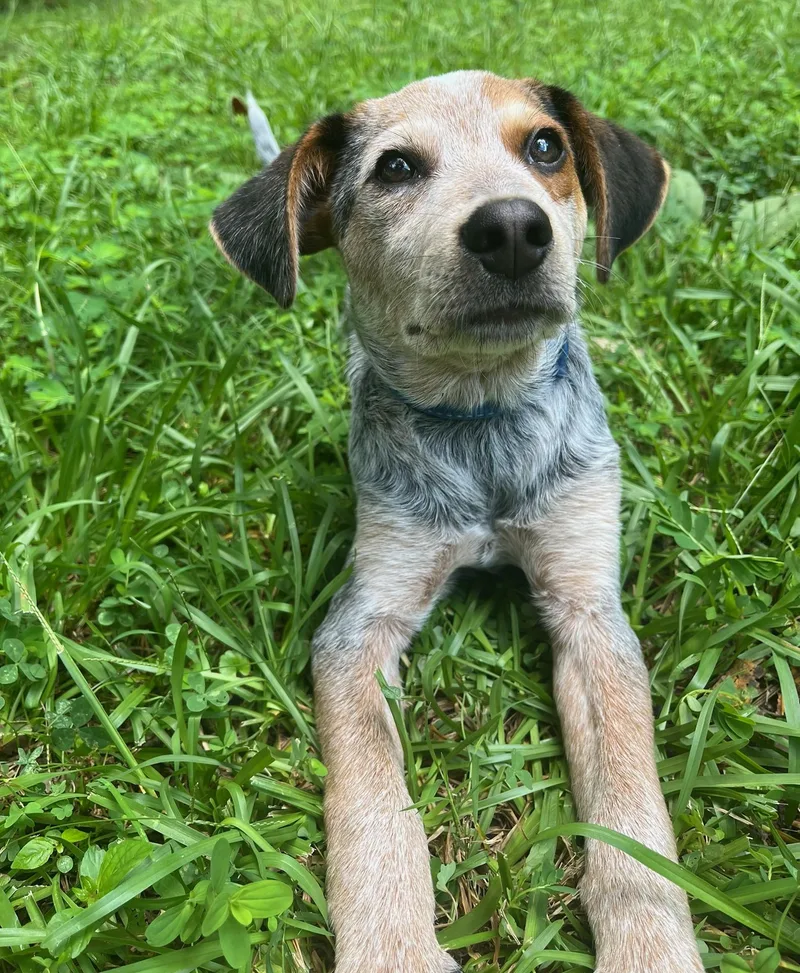 Bandit