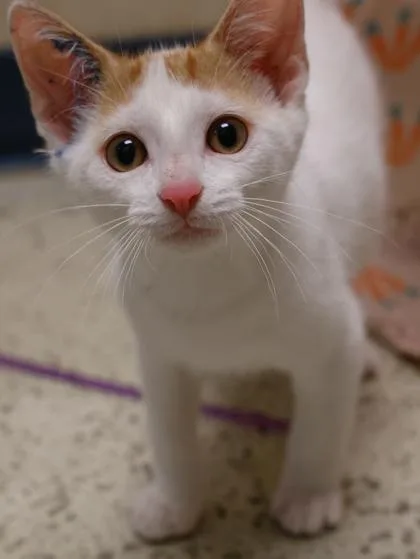 A baby medium-sized male Domestic Short Hair cat named Pumbaa for adoption in Verona, WI