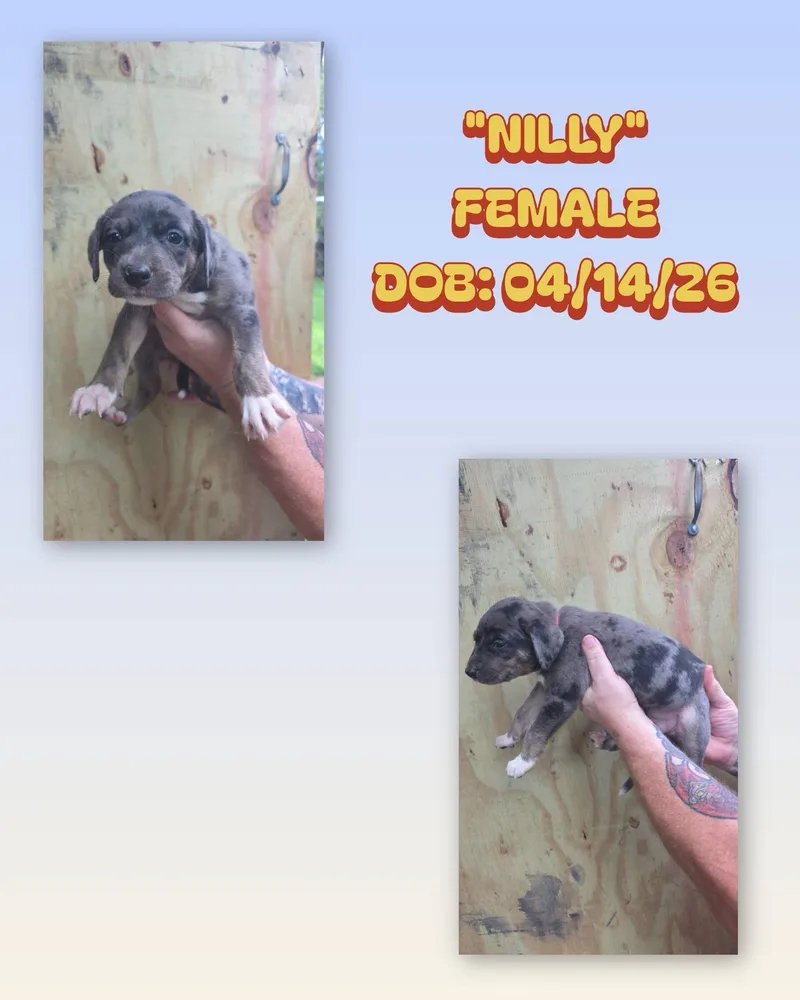 A baby medium-sized female Gray / Blue / Silver Catahoula Leopard Dog dog named Nilly for adoption in Baker, LA