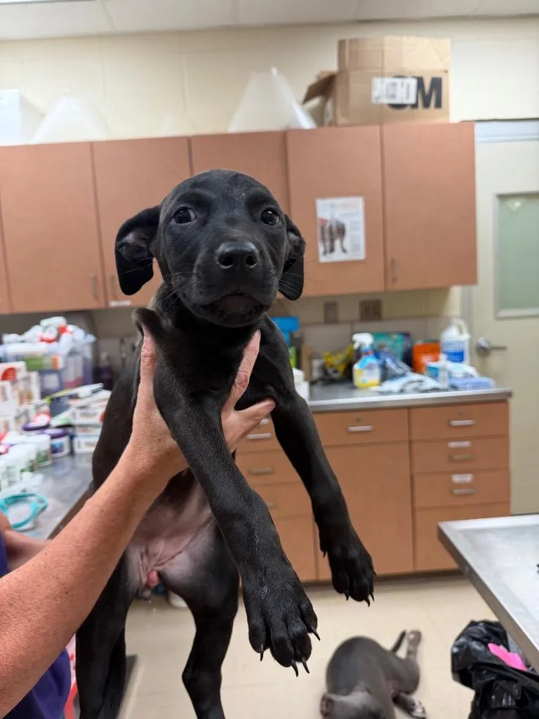 A baby small-sized female Mixed Breed dog named Marley for adoption in Bossier City, LA