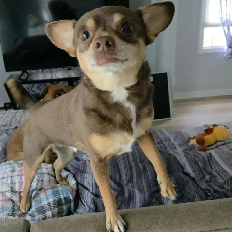 An adult small-sized male Brown / Chocolate Chihuahua dog named Dustin for adoption in Griswold, CT