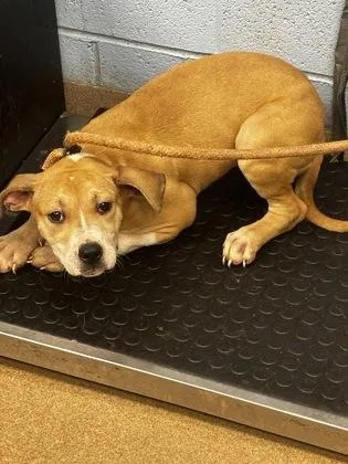 A baby small-sized female Mixed Breed dog named Almeida for adoption in Chamblee, GA