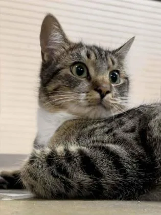 A young medium-sized female Domestic Short Hair cat named Brianna for adoption in River Ridge, LA