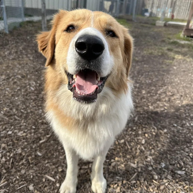 An adult large-sized female Golden Australian Shepherd dog named Gabby for adoption in Pacific, MO