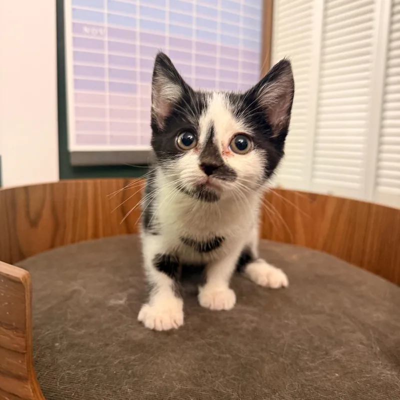 A baby small-sized female Black & White / Tuxedo American Shorthair cat named Matches for adoption in Charlotte, NC