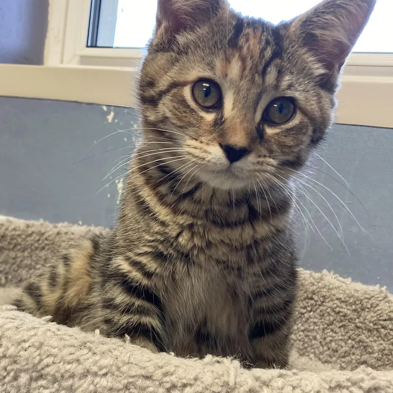 A baby medium-sized female Torbie Domestic Short Hair cat named Misty for adoption in Wilmington, OH