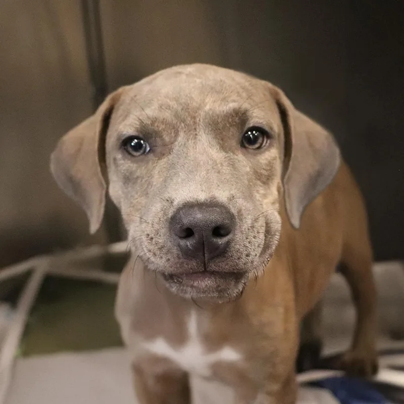 Delilah