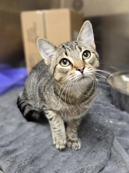 A baby small-sized male Domestic Short Hair cat named Owl for adoption in Westland, MI