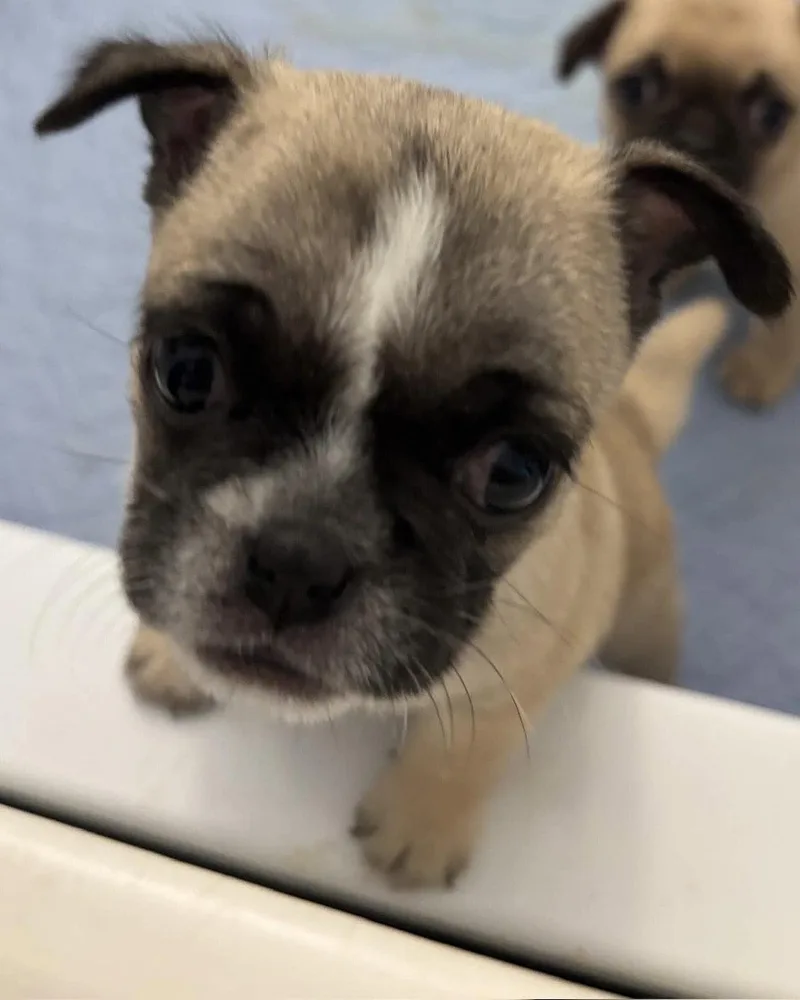 A baby small-sized female Pug dog named Ella for adoption in Corona, CA