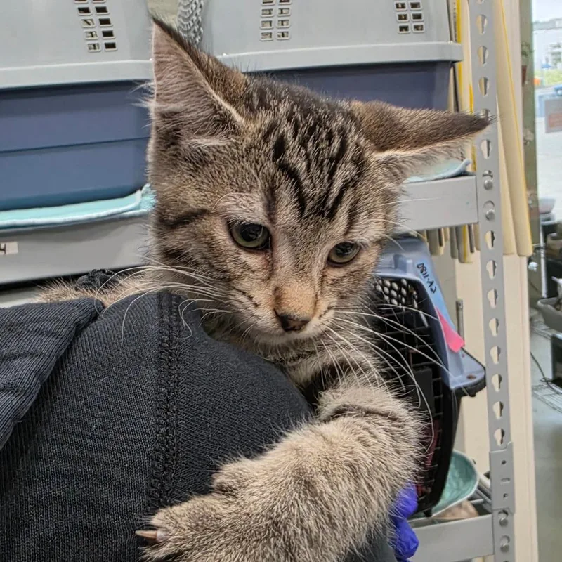 B Nala thumbnail 3