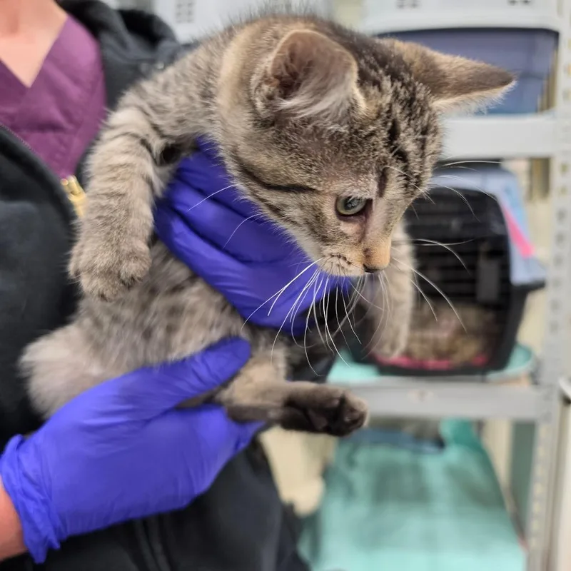 B Nala thumbnail 4