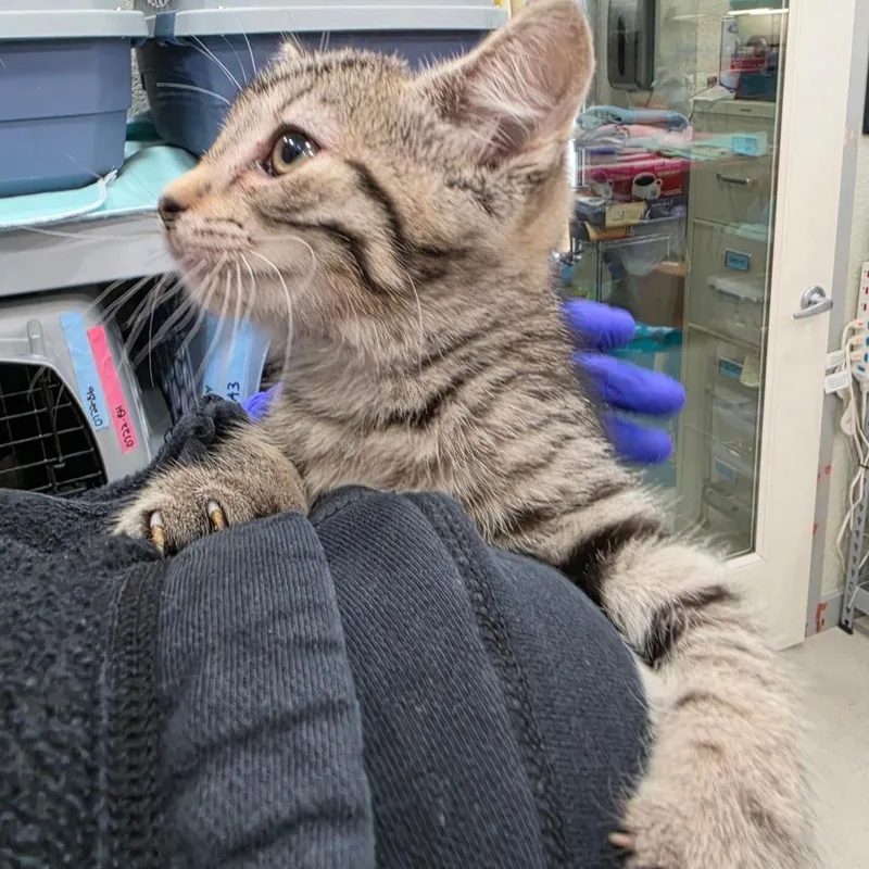 B Nala thumbnail 6