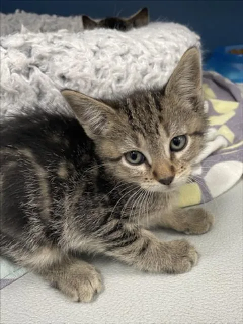 A baby small-sized female Domestic Short Hair cat named Bahia for adoption in Tracy, CA