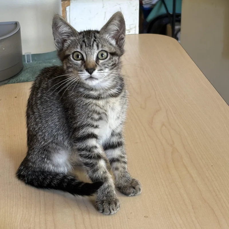 A baby medium-sized female Gray & White Tabby cat named Becca M. for adoption in Sacramento, CA