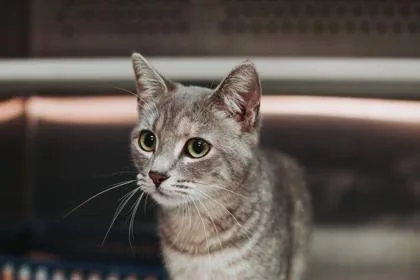 A Gnocchipounce Cat Cafe