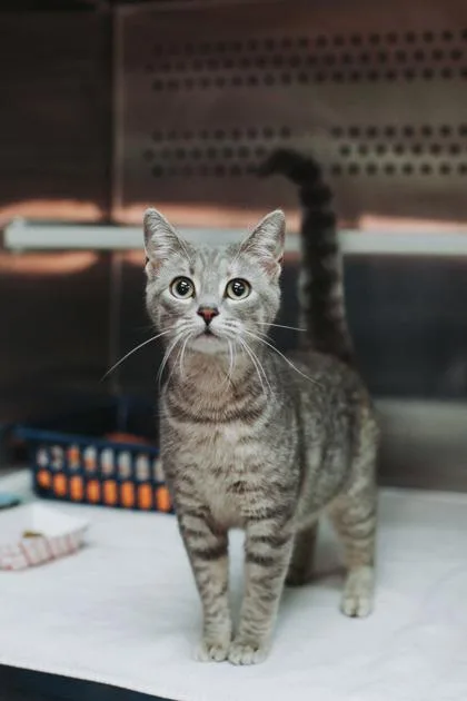 A Gnocchipounce Cat Cafe thumbnail 2